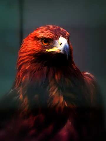 FX №83288 red eagle