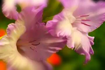 FX №89875 Flower of gladiolus are macro blurring