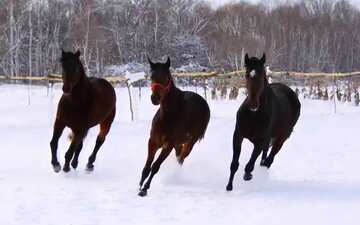 FX №9578 chevaux dans la neige
