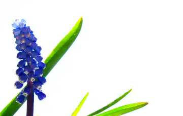FX №9815  青い花と緑の葉肉のある植物