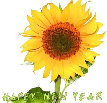 FX №90241 Sunflower happy new year