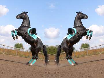 FX №91708  outdoor horse tack equestrian sport standing jumping stallion horse trainer background