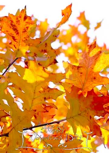 FX №94546 Orange autumn  leaves on tree