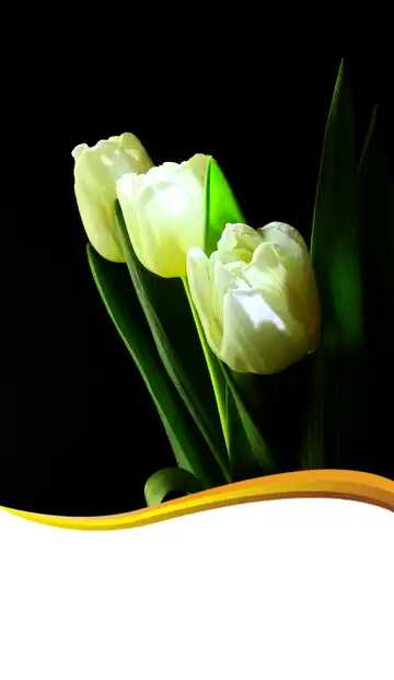 FX №95918 tulip bouquet blank congratulations card