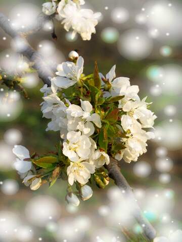 FX №263069 Білі квіти на дереві весною - це як символ нашої...