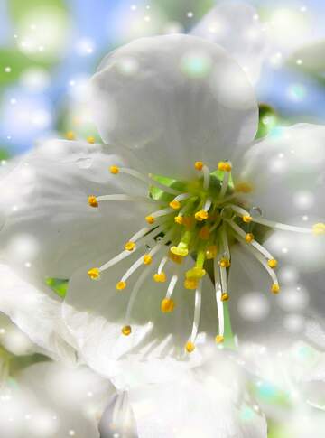FX №263149 Запах квітів - це весна!