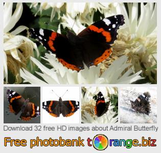 images free photo bank tOrange offers free photos from the section:  admiral-butterfly