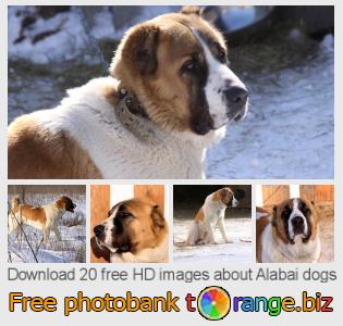 images free photo bank tOrange offers free photos from the section:  alabai-dogs