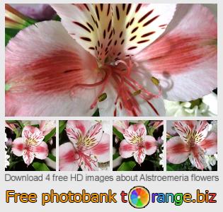 images free photo bank tOrange offers free photos from the section:  alstroemeria-flowers