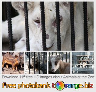 images free photo bank tOrange offers free photos from the section:  animals-zoo