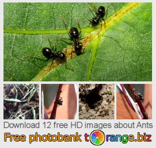 images free photo bank tOrange offers free photos from the section:  ants
