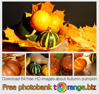 images free photo bank tOrange offers free photos from the section:  autumn-pumpkin