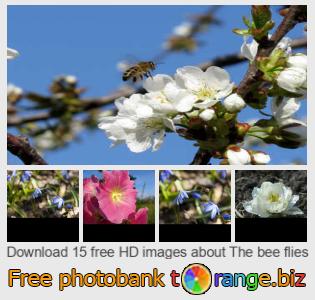 images free photo bank tOrange offers free photos from the section:  bee-flies
