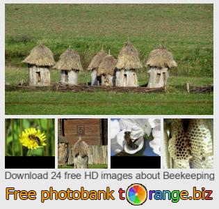 images free photo bank tOrange offers free photos from the section:  beekeeping