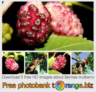 images free photo bank tOrange offers free photos from the section:  berries-mulberry