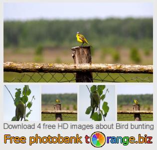 images free photo bank tOrange offers free photos from the section:  bird-bunting
