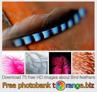 images free photo bank tOrange offers free photos from the section:  bird-feathers