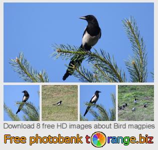 images free photo bank tOrange offers free photos from the section:  bird-magpies