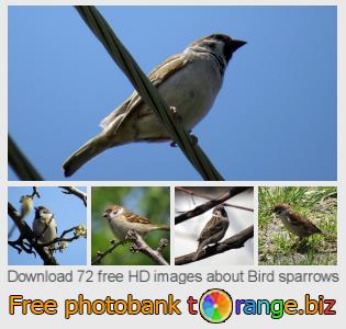 images free photo bank tOrange offers free photos from the section:  bird-sparrows