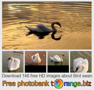 images free photo bank tOrange offers free photos from the section:  bird-swan