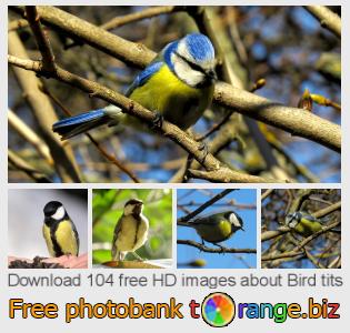 images free photo bank tOrange offers free photos from the section:  bird-tits