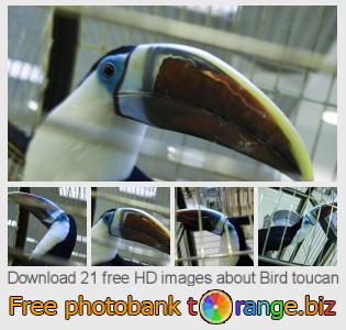 images free photo bank tOrange offers free photos from the section:  bird-toucan