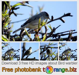 images free photo bank tOrange offers free photos from the section:  bird-warbler