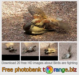 images free photo bank tOrange offers free photos from the section:  birds-fighting