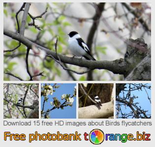 images free photo bank tOrange offers free photos from the section:  birds-flycatchers