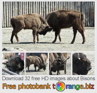 images free photo bank tOrange offers free photos from the section:  bisons