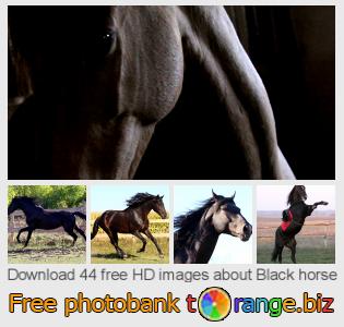 images free photo bank tOrange offers free photos from the section:  black-horse