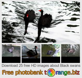images free photo bank tOrange offers free photos from the section:  black-swans
