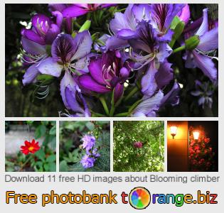 images free photo bank tOrange offers free photos from the section:  blooming-climber