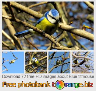 images free photo bank tOrange offers free photos from the section:  blue-titmouse
