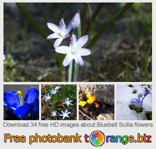 images free photo bank tOrange offers free photos from the section:  bluebell-scilla-flowers