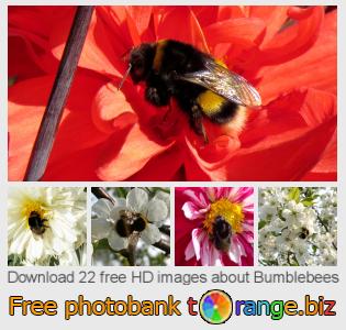 images free photo bank tOrange offers free photos from the section:  bumblebees