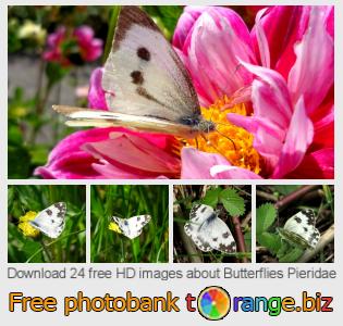 images free photo bank tOrange offers free photos from the section:  butterflies-pieridae