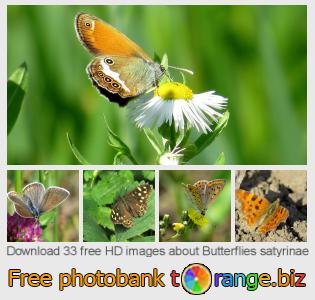 images free photo bank tOrange offers free photos from the section:  butterflies-satyrinae