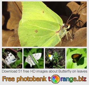 images free photo bank tOrange offers free photos from the section:  butterfly-leaves