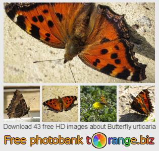 images free photo bank tOrange offers free photos from the section:  butterfly-urticaria