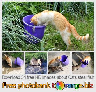 images free photo bank tOrange offers free photos from the section:  cats-steal-fish