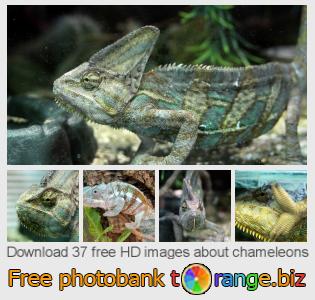 images free photo bank tOrange offers free photos from the section:  chameleons