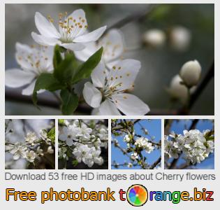 images free photo bank tOrange offers free photos from the section:  cherry-flowers