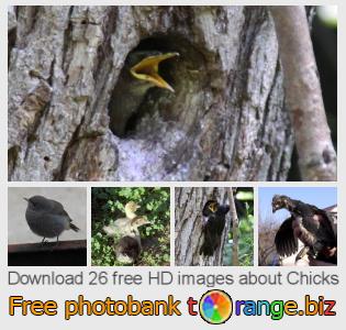 images free photo bank tOrange offers free photos from the section:  chicks