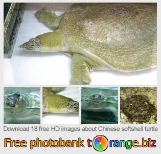 images free photo bank tOrange offers free photos from the section:  chinese-softshell-turtle