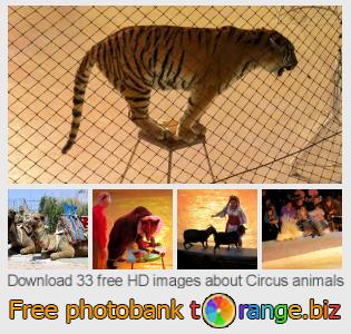 images free photo bank tOrange offers free photos from the section:  circus-animals