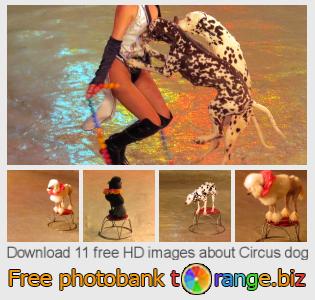 images free photo bank tOrange offers free photos from the section:  circus-dog