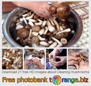 images free photo bank tOrange offers free photos from the section:  cleaning-mushrooms