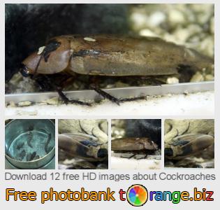 images free photo bank tOrange offers free photos from the section:  cockroaches