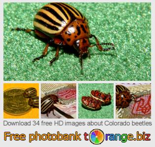 images free photo bank tOrange offers free photos from the section:  colorado-beetles